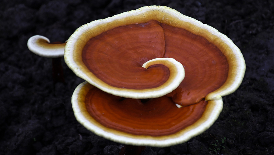 Ganoderma lucidum