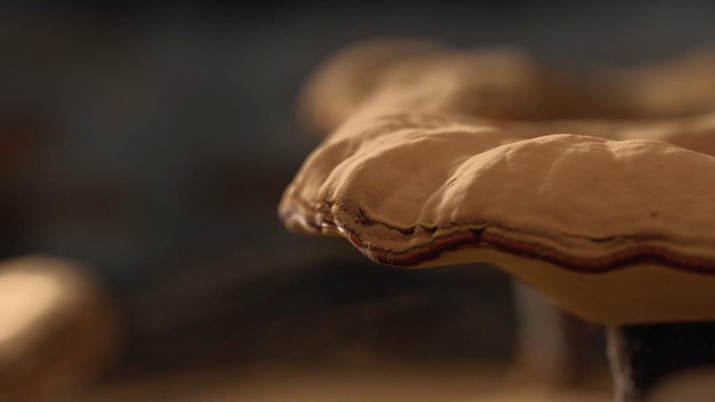 Naturally Occurring Compounds in Reishi