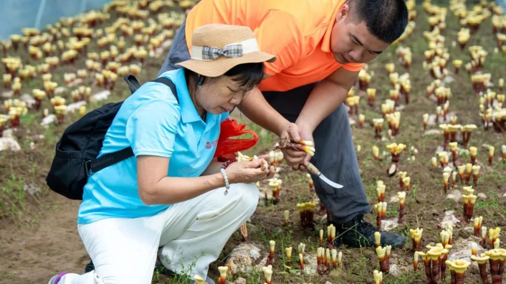 Participants observed the trimming process and took part in a hands-on cultivation experience