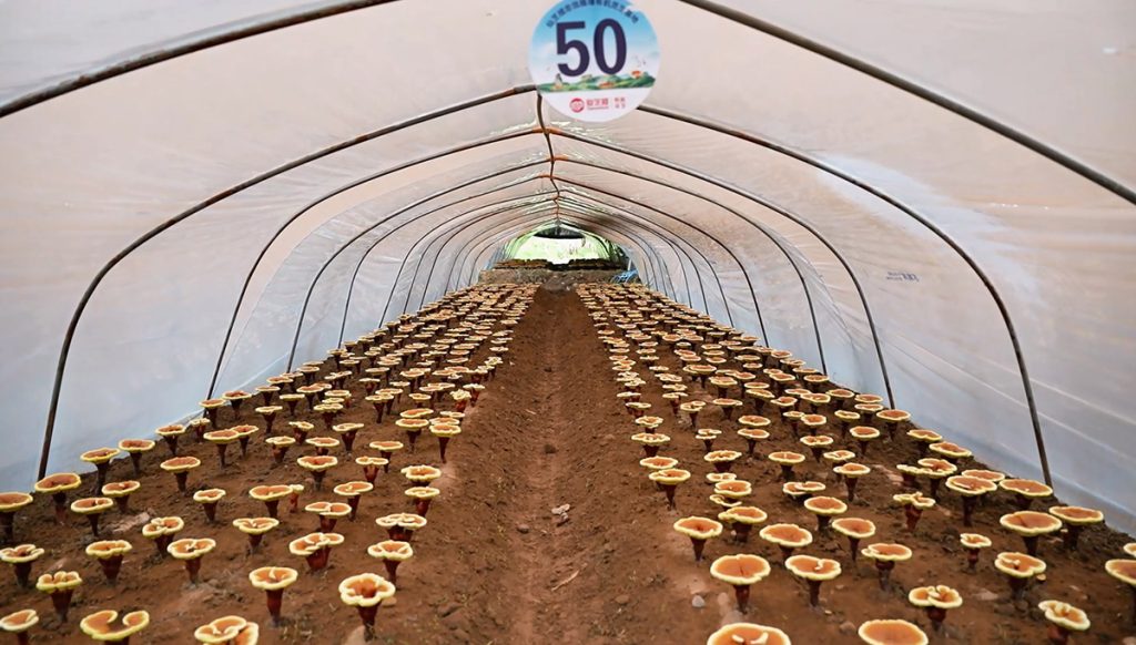 Гриб Рейши -2