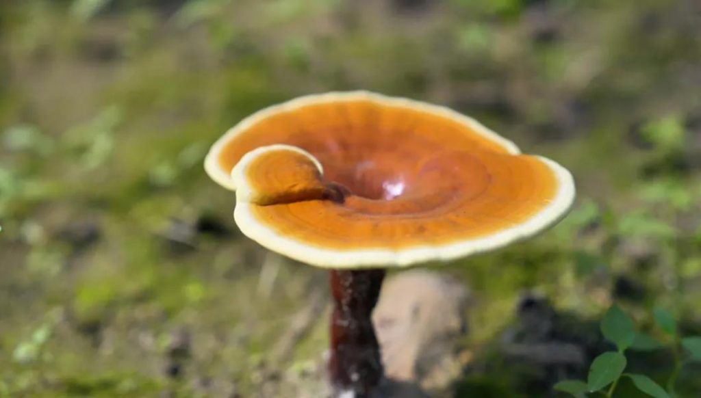 Reishi mushroom has been used traditionally for centuries