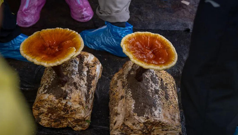 Visiting the Reishi Base in Wuyi Mountain-3