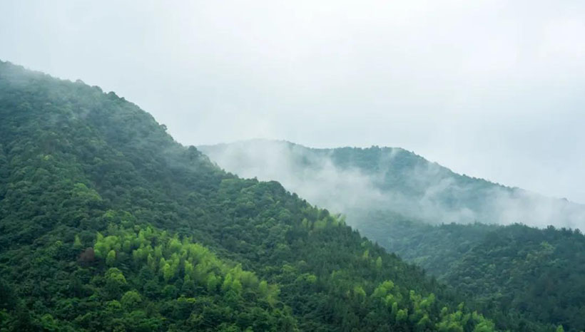 Visiting the Reishi Base in Wuyi Mountain