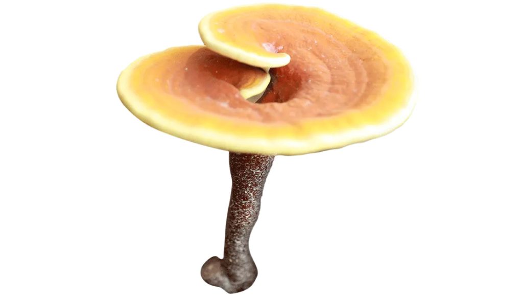 ريشي