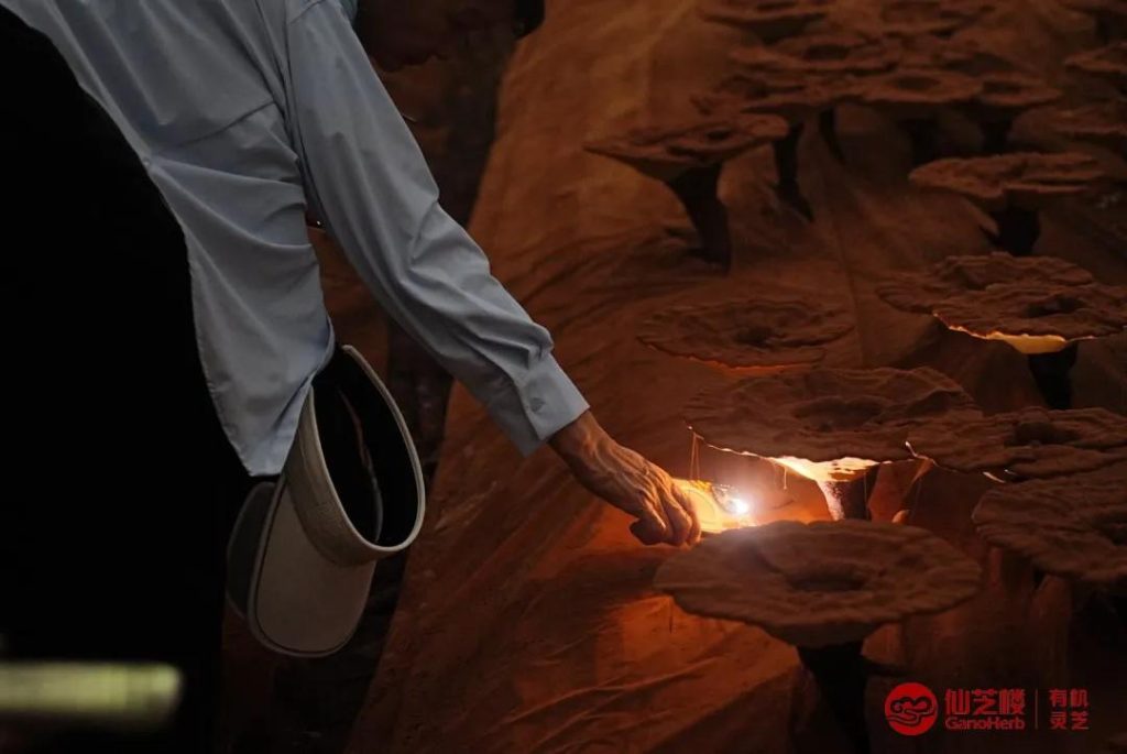 visit brought the group into the forests of Mount Wuyi-4
