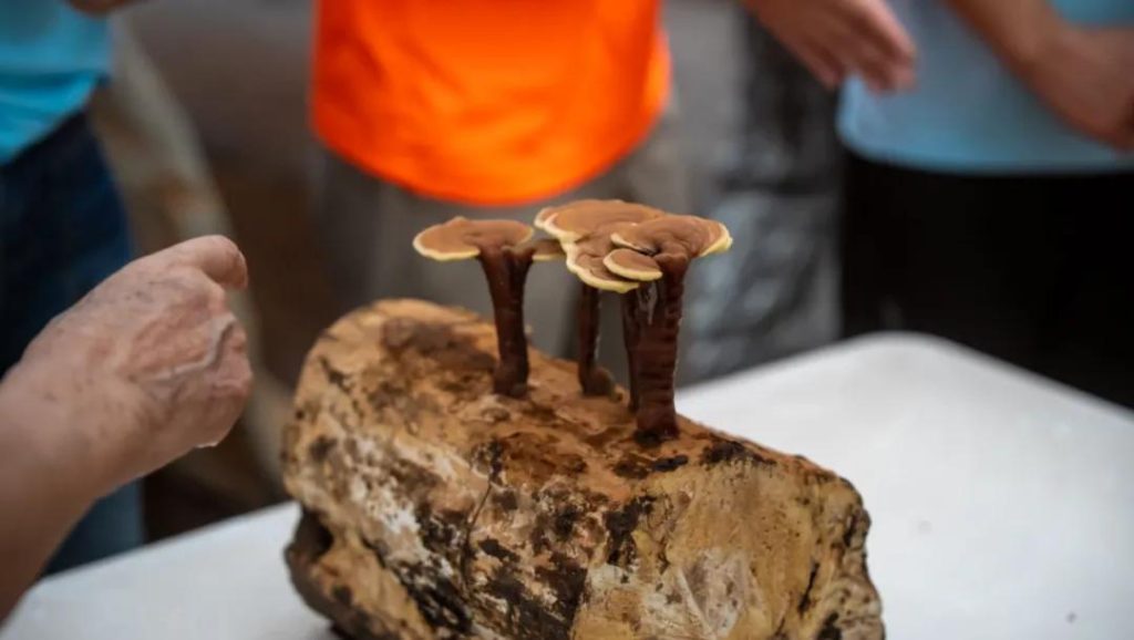 visitors saw reishi mushrooms growing on logs rather than in soil